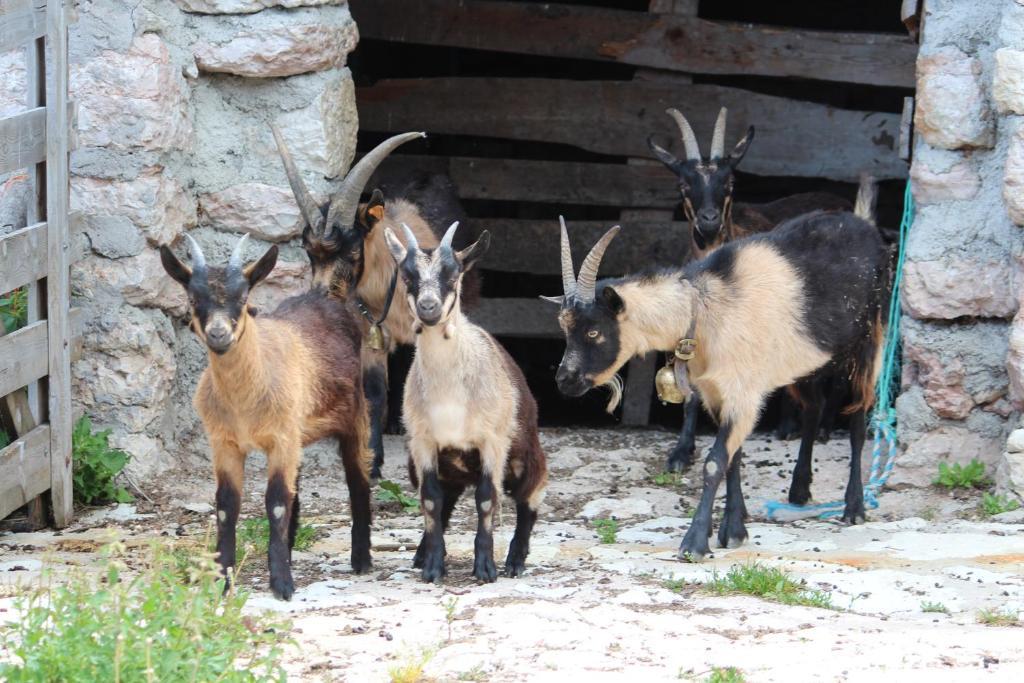 Neu-Schoetzerhof Meltina Luaran gambar
